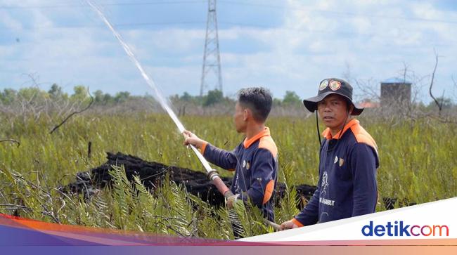 Restorasi Permanen Disebut Solusi Pemulihan Ekosistem Gambut Berkelanjutan