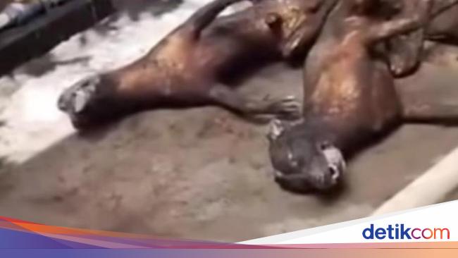 Polisi-Komunitas Pecinta Anjing Gerebek Lokasi Jagal Anjing di Denpasar Selatan