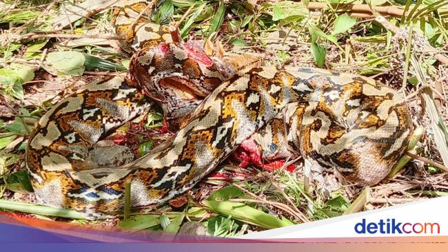 Hii…Ular Piton 7 Meter Lilit Pria di Sulbar, Langsung Ditebas Warga