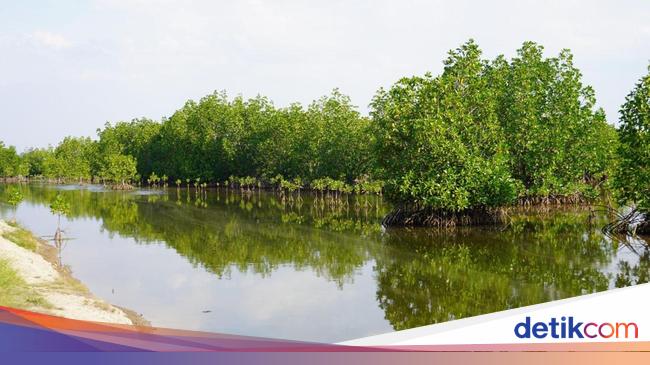 BRGM Ajak Sejumlah Pihak Pulihkan Ekosistem Mangrove Lewat Silvofishery