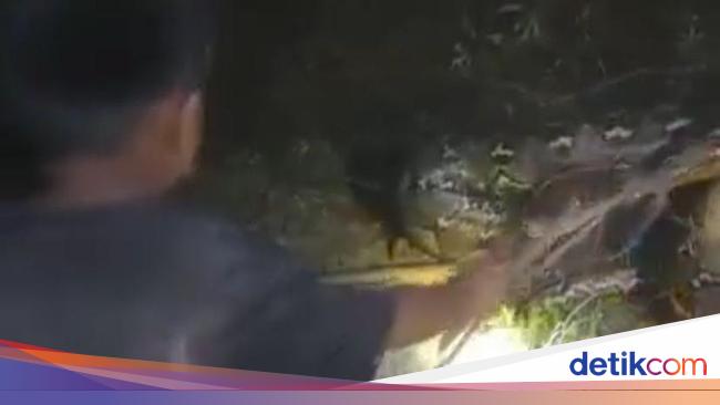 Dingin! Bocah di Sulsel Tangkap Ular Piton Sepanjang 7 Meter Hanya dengan Menggunakan Tali