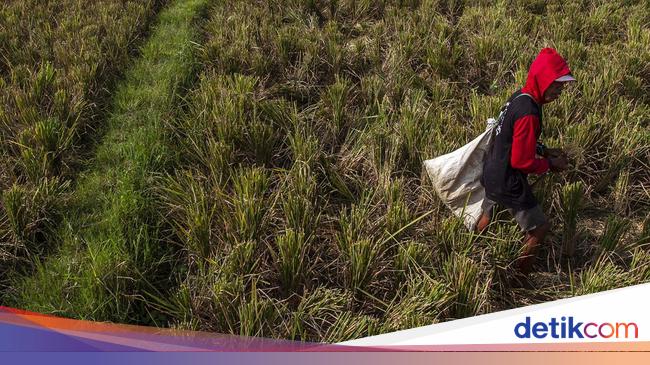 Duh! Ribuan Hektare Sawah di Banten Rusak Gegara Kekeringan