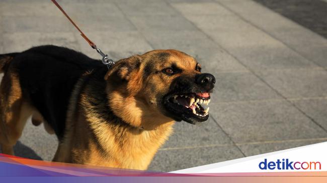 Balita di Tabanan Bali Positif Rabies Usai Digigit Anjing