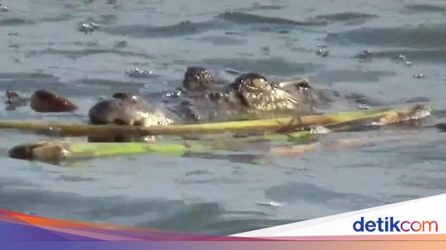 Buaya 5 Meter Terkam Lansia di Kaltim hingga Tewas Ditangkap Warga