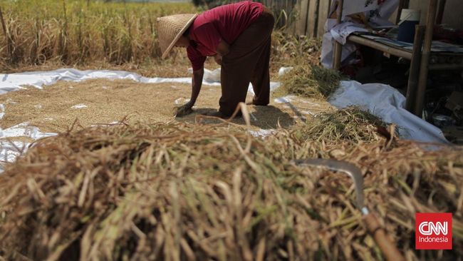 Kementan Bidik Produksi Beras 32,29 Juta Ton Tahun Depan