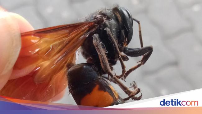 Lansia di Karanganyar Tewas Disengat Tawon Saat Cari Rumput