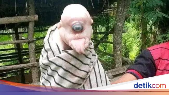 Kelahiran Anak Babi Bermata Satu Hebohkan Warga NTT