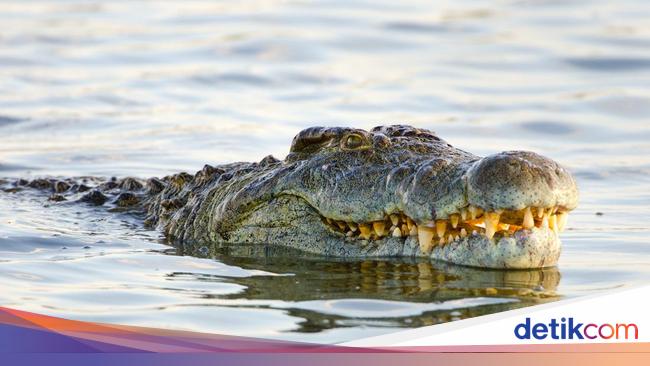 Pria di Kaltim Tewas Diterkam Buaya Saat Mancing, Tangan-Kaki Putus