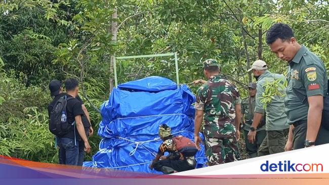 Mangsa Ternak Warga, Harimau Sumatera di Lampung Masuk Kandang Jerat