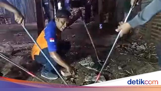 Geger Rumah Warga di Madiun Jadi Sarang Ular, 25 Kobra Ditemukan dalam Tanah