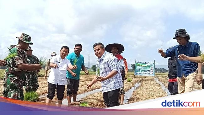 Sawah Bapokok Murah Bisa Dibuat di Seluruh Lahan Indonesia