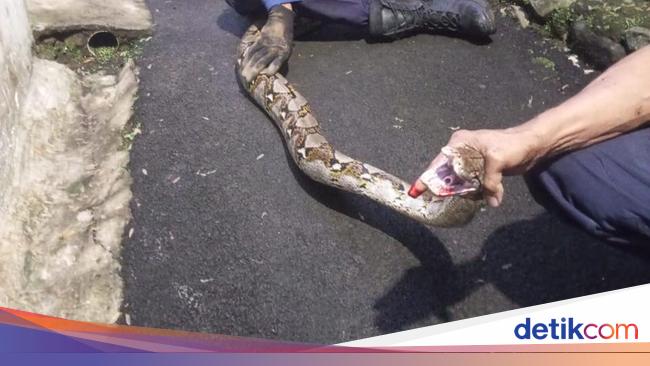 Ular Sanca 3 Meter Nangkring di Pohon, Warga Bogor Lapor Damkar