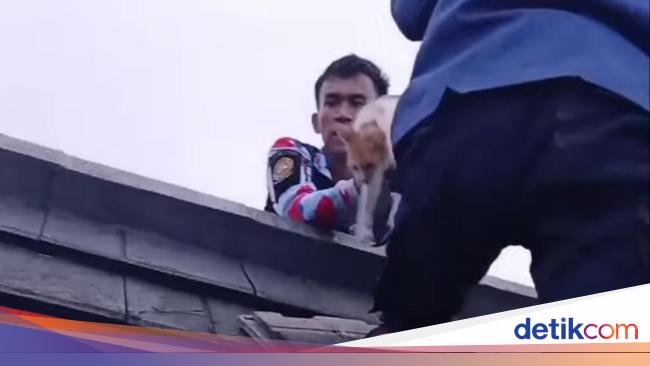 5 Hari Terjebak di Plafon, Kucing Ini Diselamatkan Damkar Bogor