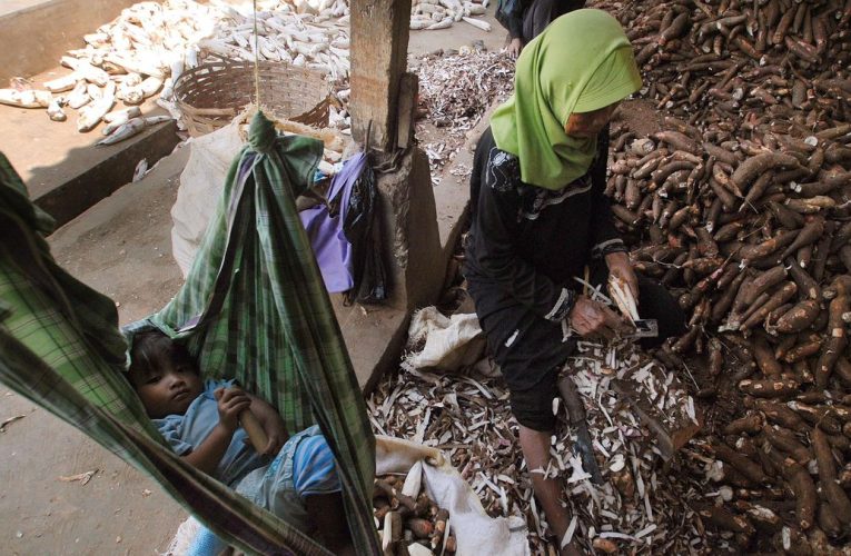 Harga Dasar Singkong Ditetapkan, 49 Pabrik di Lampung Langsung Patuhi