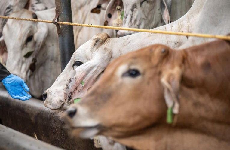 RI Tambah Impor 184 Ribu Sapi Bakalan, Tapi Kurangi Daging Beku