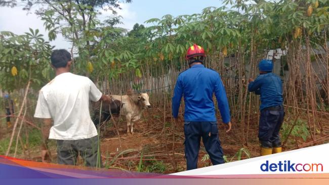 Heboh Sapi Ngamuk Saat Akan Disembelih di Bogor, Damkar Turun Tangan